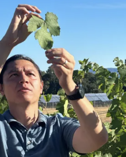 Chris Chen, integrated vineyard systems advisor, will headline the 2025 Sustainable Ag Expo Nov. 10–12. 
A leader in climate-adaptive #viticulture, Chen will share soil health, carbon sequestration &amp; resilience strategies with growers statewide. 
bit.ly/4f86iZt