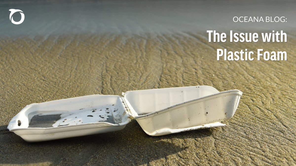 oceana's tweet image. Plastic foam is polluting our oceans, harming marine life, and exposing people to toxic chemicals. It’s nearly impossible to recycle—and it's everywhere.
Learn why it’s time to say #FarewellToFoam: oceana.ly/4kyGJSt