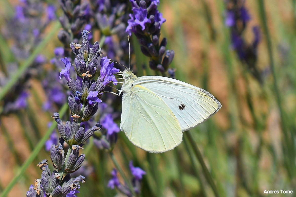 tomeandres's tweet photo. Una de mariposas por los campos de lavanda en la Comarca del Arlanza.

Mariposa Blanquita de la col 🤍.
Mariposa C-blanca 🧡.
Mariposa Limonera 💛. https://t.co/FgiqS7mIgK