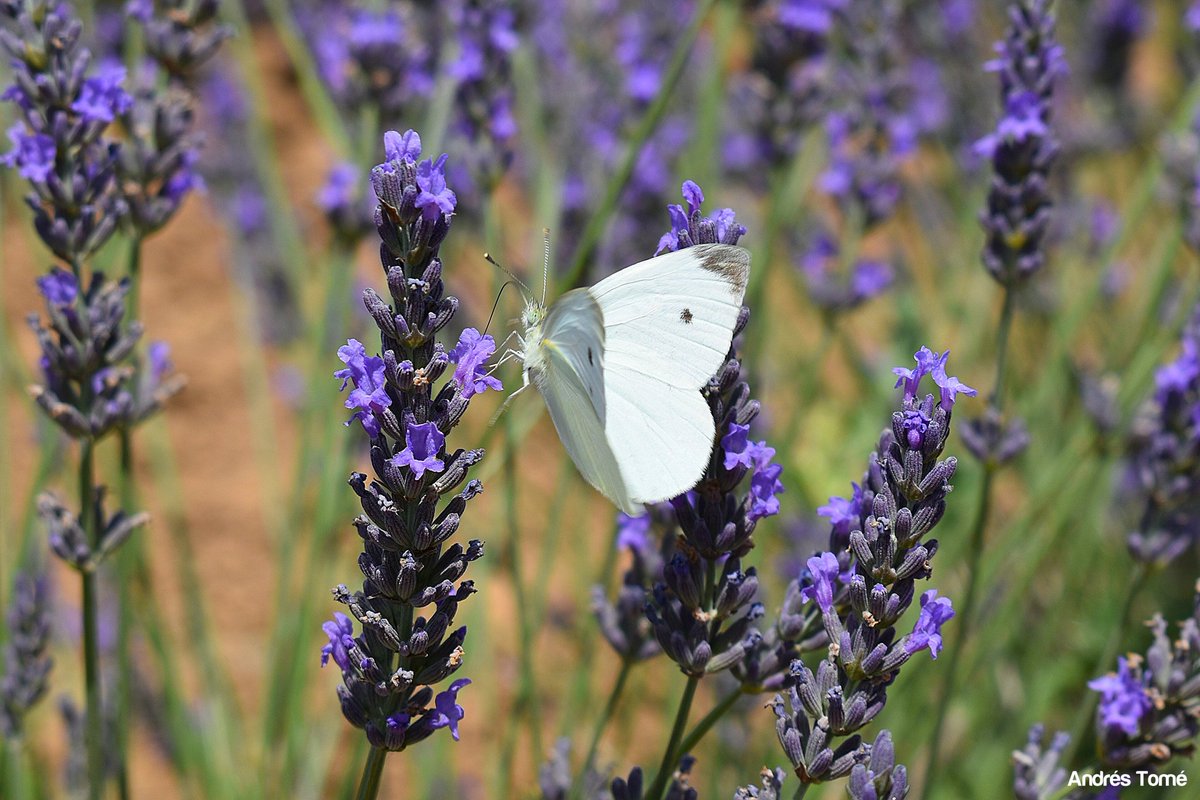 tomeandres's tweet photo. Una de mariposas por los campos de lavanda en la Comarca del Arlanza.

Mariposa Blanquita de la col 🤍.
Mariposa C-blanca 🧡.
Mariposa Limonera 💛. https://t.co/FgiqS7mIgK