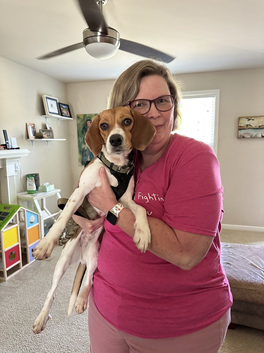 TriBeagles's tweet image. Belle was adopted! She is going to be a country dog and will have two fur siblings to pal around with!