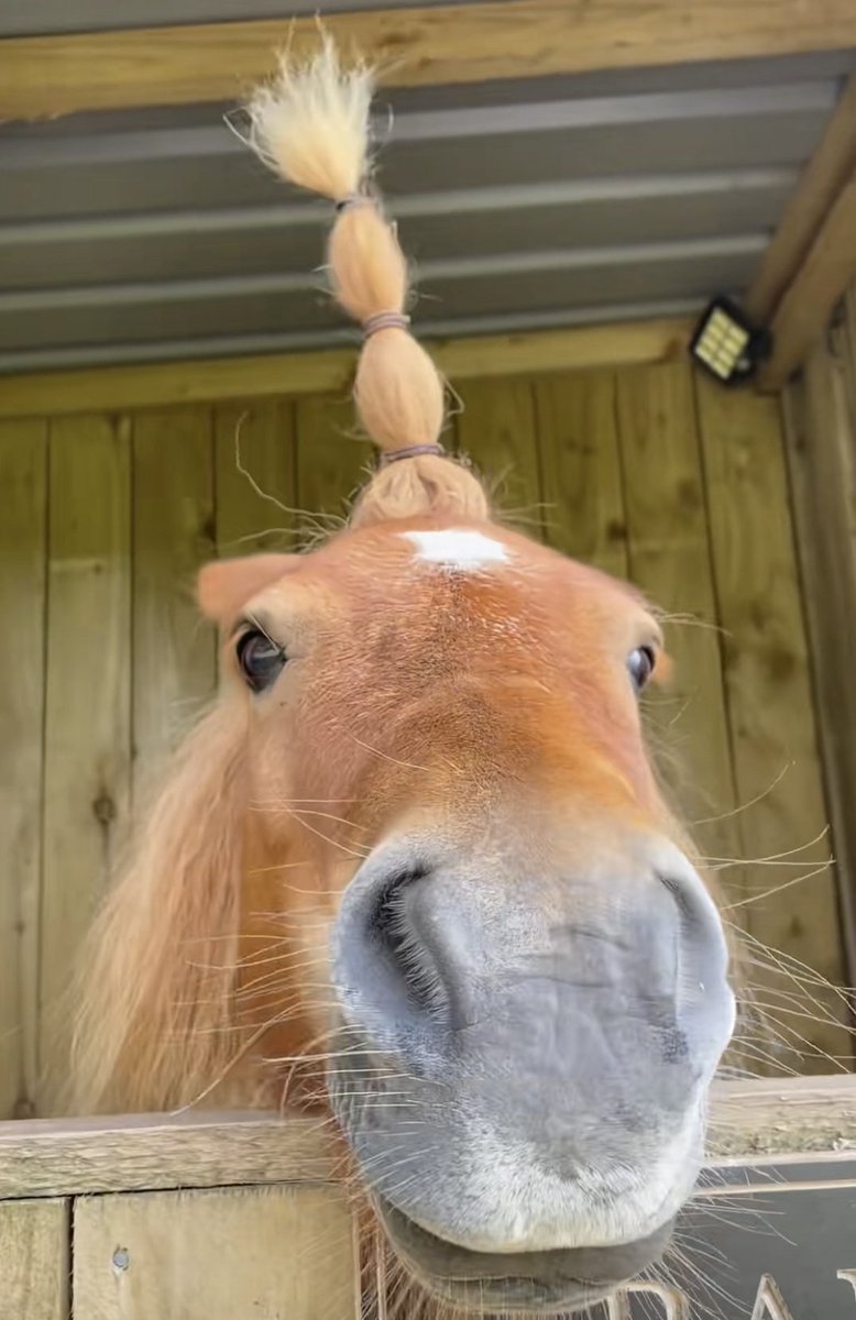 Filiber50460768's tweet image. lovely horse