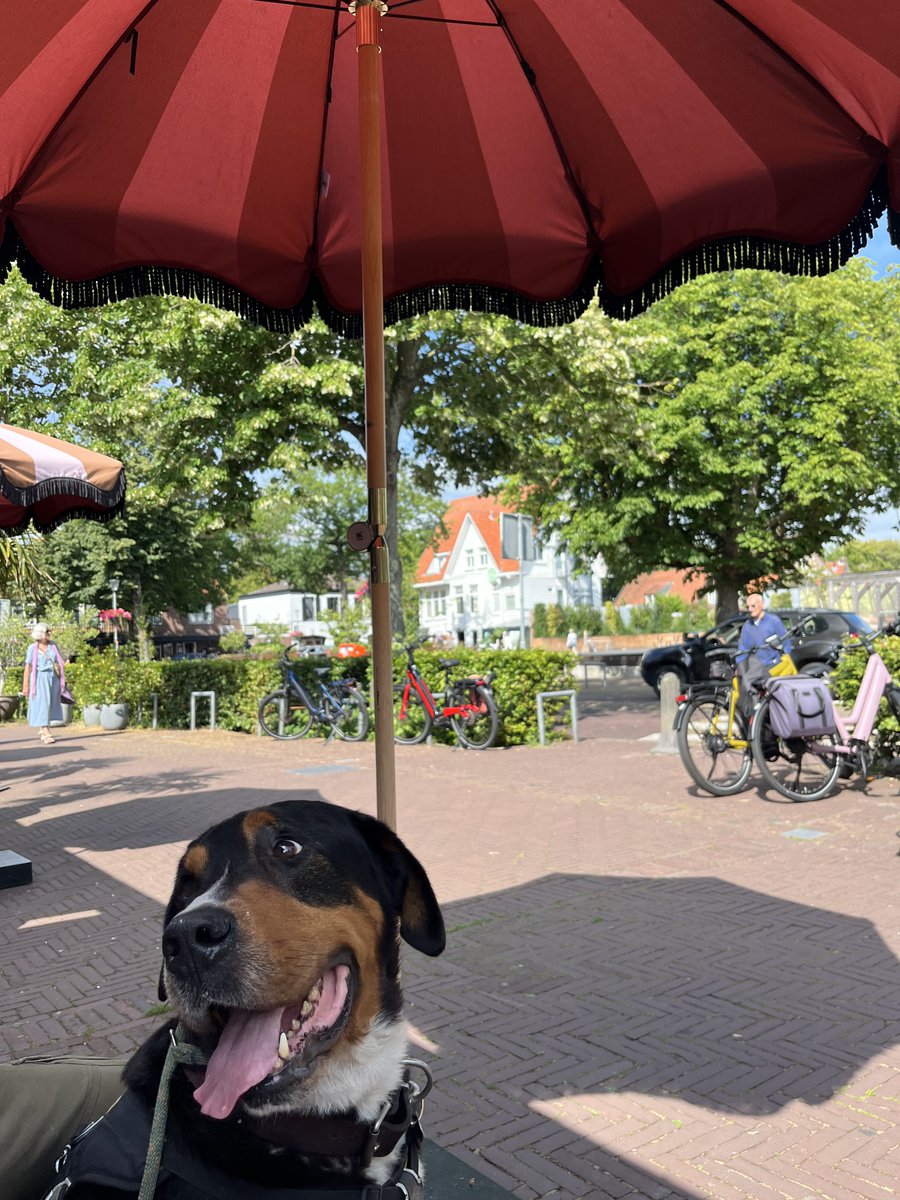 alootsma's tweet image. Jimmy is de perfecte terrashond, we hebben dan ook veel geoefend. Hij gaat braaf zitten en verroert zich verder niet. Maar klapperende zonneschermen of parasols vindt hij niet zo leuk #grotezwitser