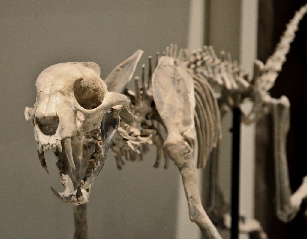 NatSciChannel's tweet image. Hot take - I think mammal skeletons look cooler and weirder than dinosaur skeletons...