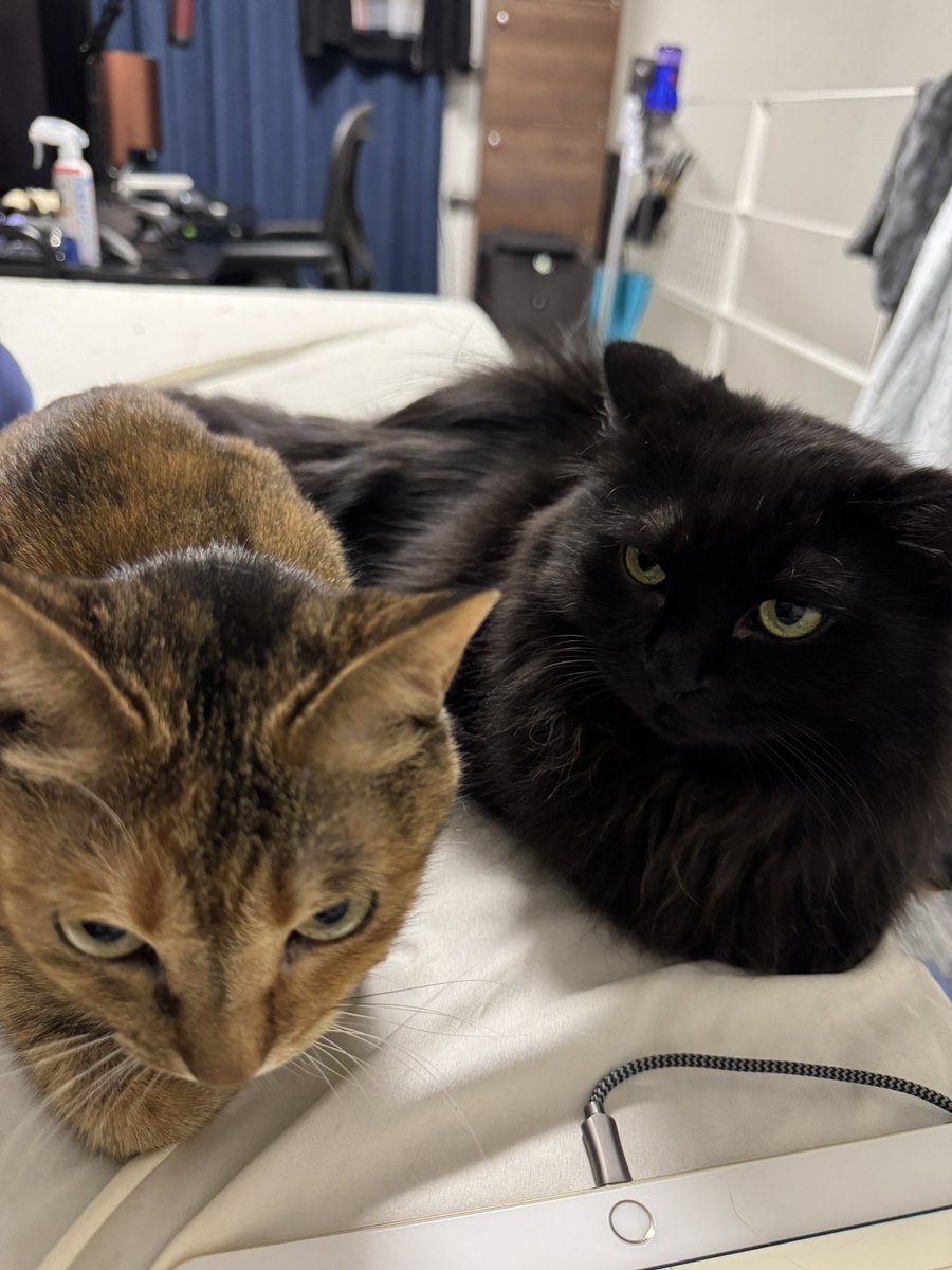 kuromi komgy ❖ atomos (@taitan218) on Twitter photo 