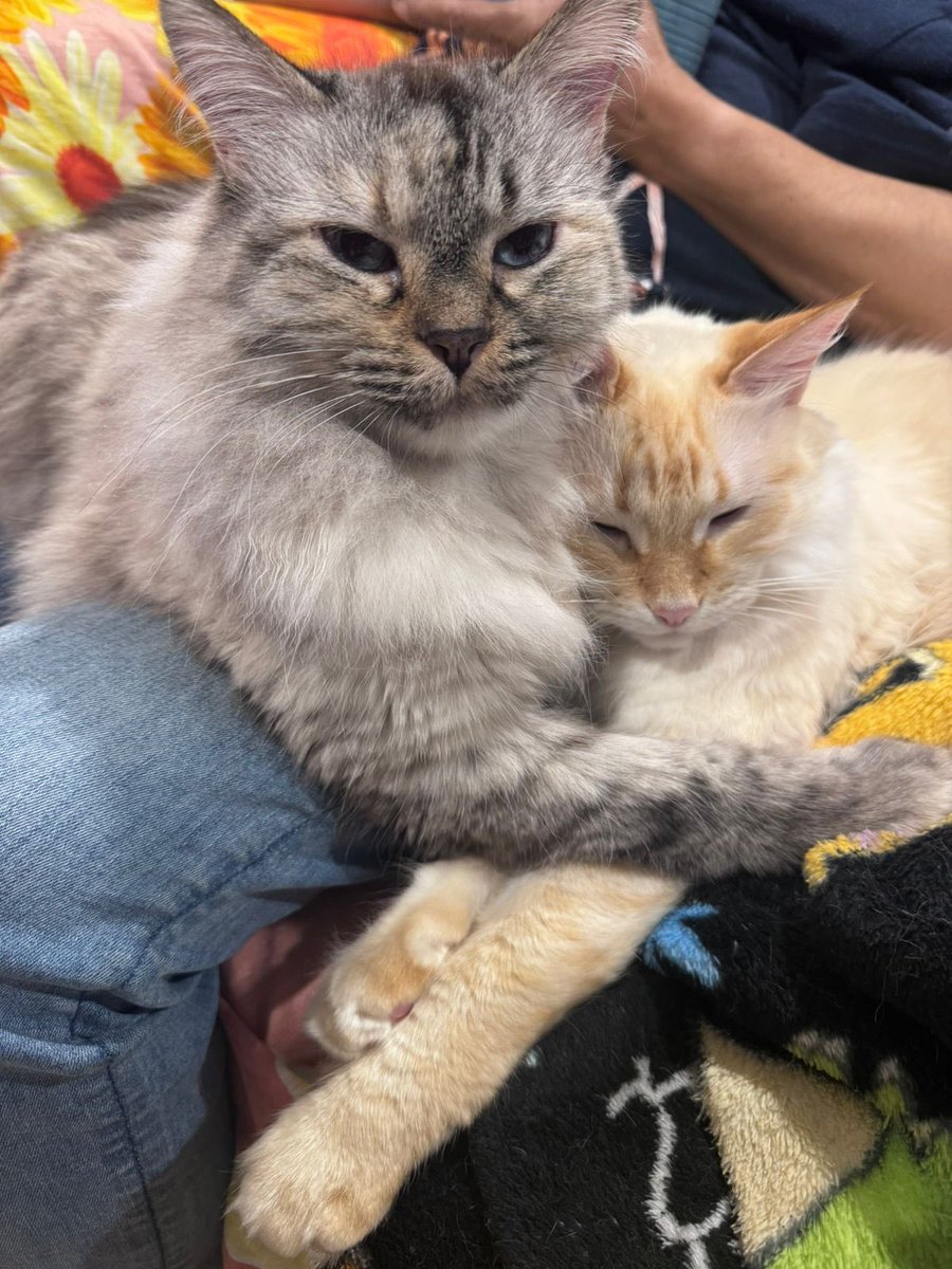 Mkleosb's tweet image. Te voy a extrañar mi Sayita hermosa.
Tus ojitos brillaron preciosos hasta el ultimo respiro. Muchas gracias por todo maestro Saya 🤍
Descansa en paz peludita 🐈🪽
Siempre estaras con nosotros, te amo Saya 🤍
Voy a tener tus ronroneos y maullidos siempre conmigo