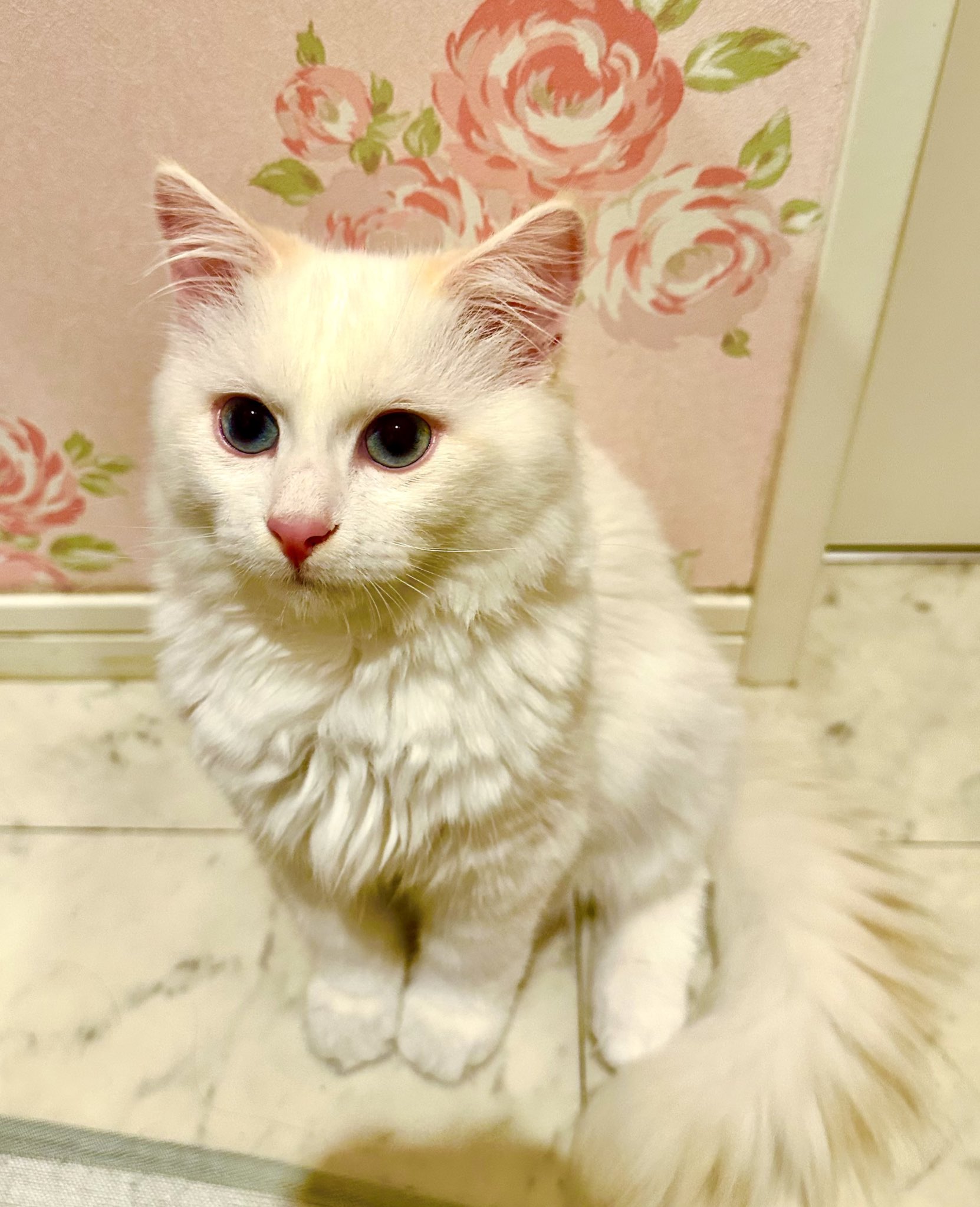 アイト＆猫のルルーシュ🐱🧸🎠🎪🎟 on X: 