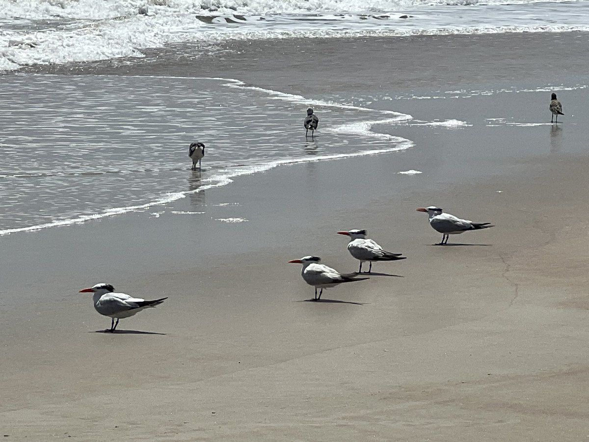 KellyNoseyroo's tweet photo. My favorite beach birdโฆthe sassy #royaltern ๐ https://t.co/FEBAhUkxFu