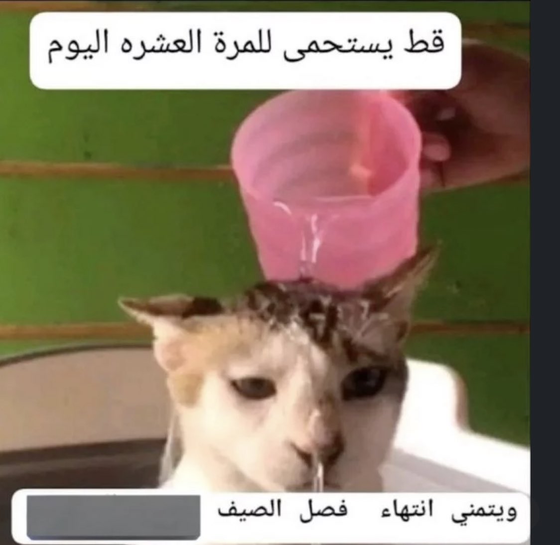 العنكبوت النونو خطفت قلبه عنكبوته (@i1911_) on Twitter photo 