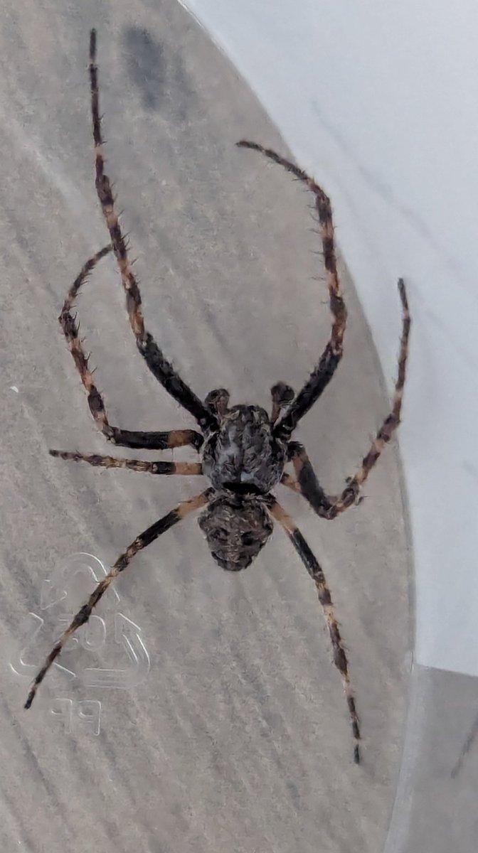 Just found this #spider with striped legs, hiding inside a paper bag in my utility.... Think it might be a Walnut orb weaver ....🤔