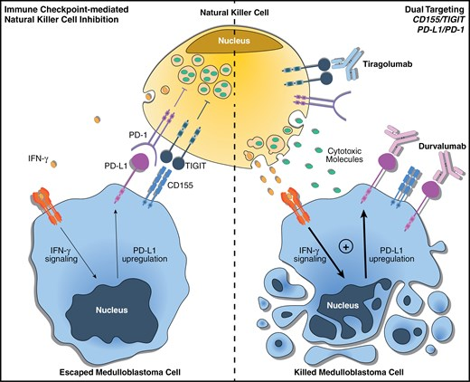 Waggoner Lab (@labwaggoner) on Twitter photo Dual immunotherapeutic interventions with FDA-approved antibodies Tiragolumab (anti-TIGIT) & Durvalumab (anti-PD-1) potentiated primary NK cell activation and killing of medulloblastoma cells and organoids in PDX mouse models
academic.oup.com/noa/article/7/… <a href="/BovenschenNiels/">Niels Bovenschen</a> <a href="/EditorNeuro/">Editor - Neuro-Oncology Advances</a> Dual immunotherapeutic interventions with FDA-approved antibodies Tiragolumab (anti-TIGIT) & Durvalumab (anti-PD-1) potentiated primary NK cell activation and killing of medulloblastoma cells and organoids in PDX mouse models
academic.oup.com/noa/article/7/… <a href="/BovenschenNiels/">Niels Bovenschen</a> <a href="/EditorNeuro/">Editor - Neuro-Oncology Advances</a>