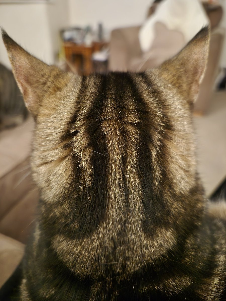 CJMonahan77's tweet image. In case you were wondering what the back of their empty heads look like 🐾