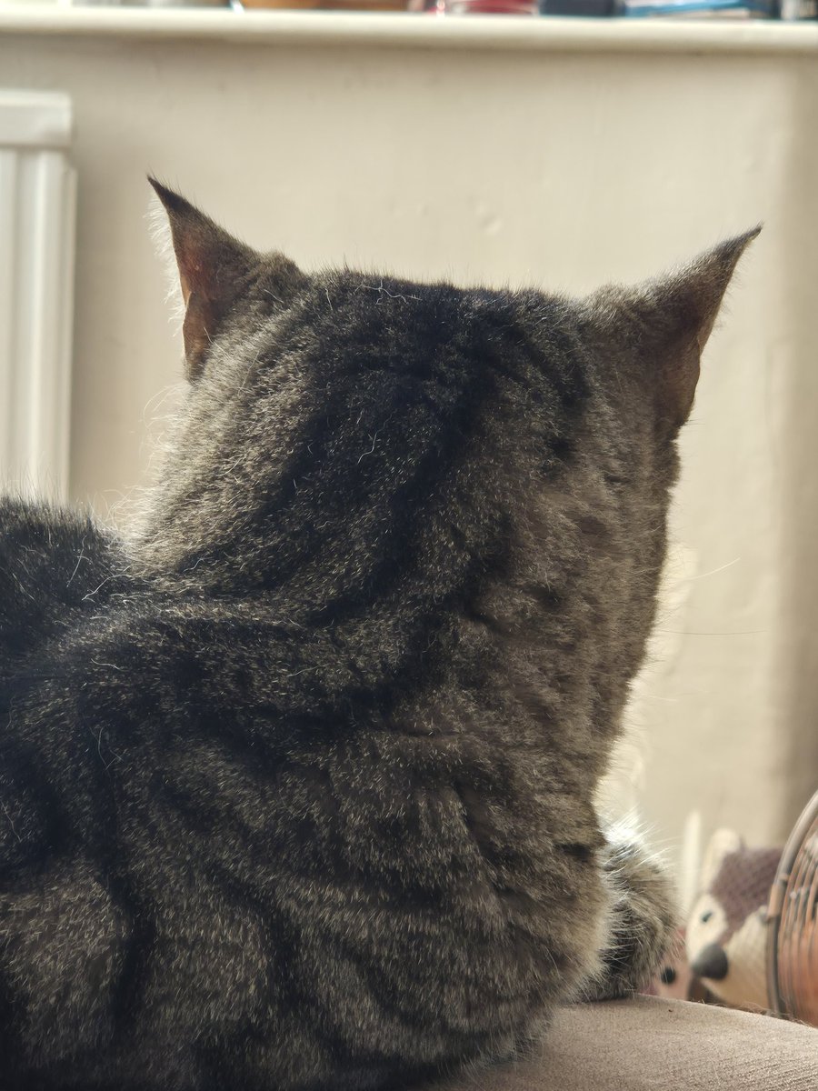 CJMonahan77's tweet image. In case you were wondering what the back of their empty heads look like 🐾