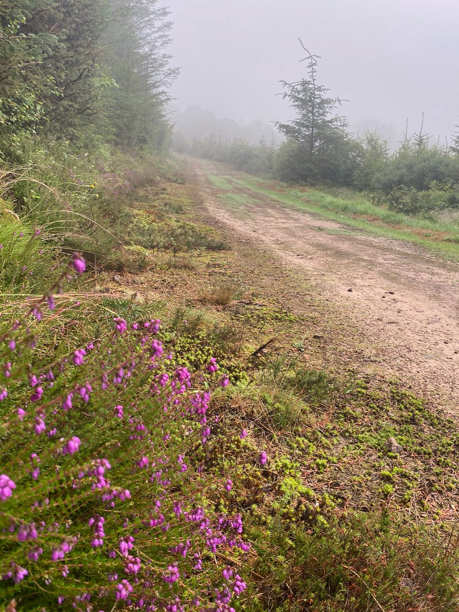 AilishSinclair's tweet image. Lost in ancient woodlands and caught up in whispers of witchcraft, Isobell must navigate danger to reclaim her life. Can she find her happily ever after?
The Mermaid and the Bear 🔗⬇️
“A delight from end to end…” Undiscovered Scotland
#HistoricalFiction #KindleUnlimited