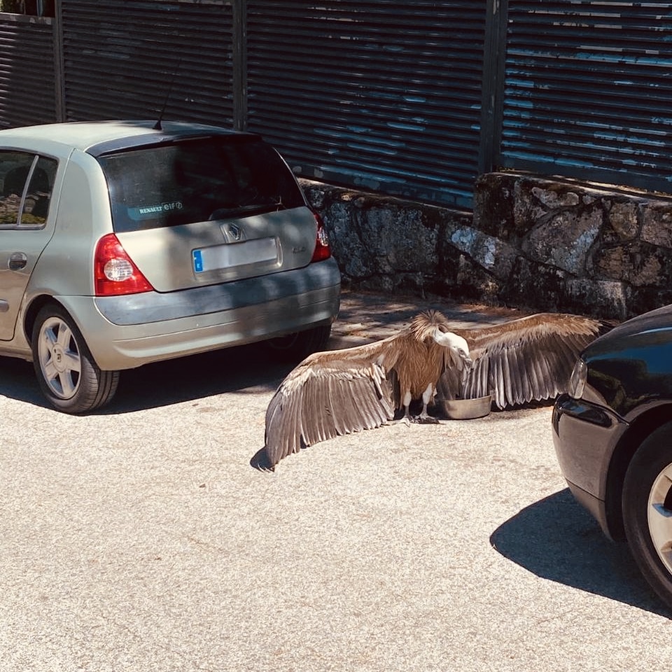 😍 ¡Fotaza del día!

Este precioso pollo (sí, pollo) de buitre leonado ha aparecido deshidratado entre dos coches en Manzanares El Real.

Los #AgentesForestalesCM lo han recogido y trasladado al CRAS, donde se recupera.

Ha alertado la policía local a instancias de un vecino.