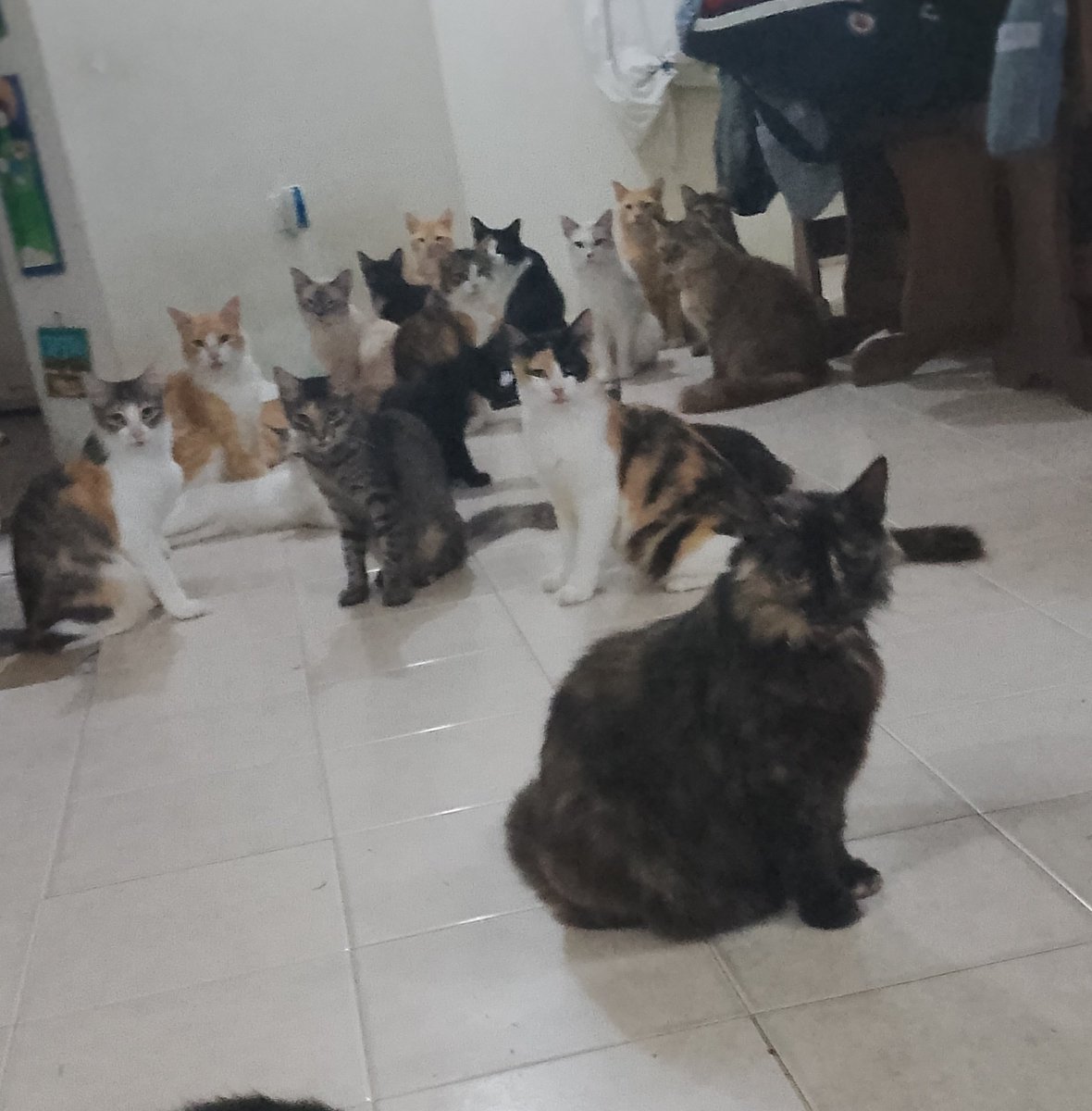 StephySmilov's tweet image. Estamos sin alimento, ni arroz tienen. La gatarina detallada en $6 y un saco de 8kg en $34.
Un mes sin agua 🫠
y para colmo Circe y su hija Elpis flojas 💩
Todo ayuda 📣🐾🐾🐾
+70 🐈 esperan por alguito 😞
Y ya saben como está este fin de semana 👀
@PerroUsuario