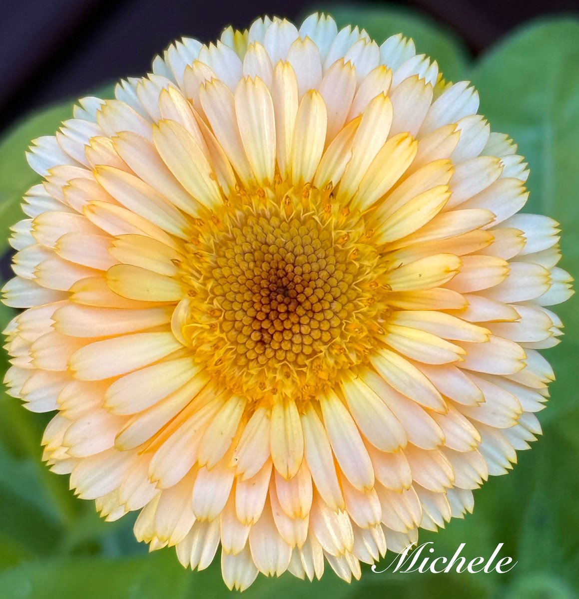 gingerartist1's tweet image. Happy Fridayβ¦the calendula buds are popping! Have a great day! ππ§‘π€ #flowers #FlowersOnFriday #garden #GardeningX #gardening #GardeningTwitter #mygarden #calendula #flowerphotography #FlowersOnX #NatureBeauty