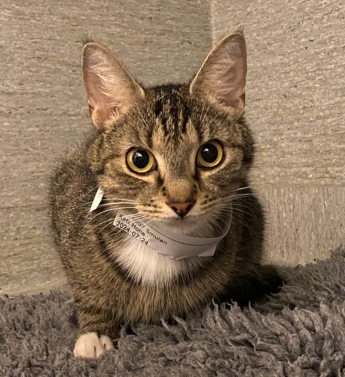 Friska Ida lämnades in för att avlivas men blev räddad, nu söker hon ett hon.

Hon finns i Skåne.

facebook.com/share/p/1DyyTD…