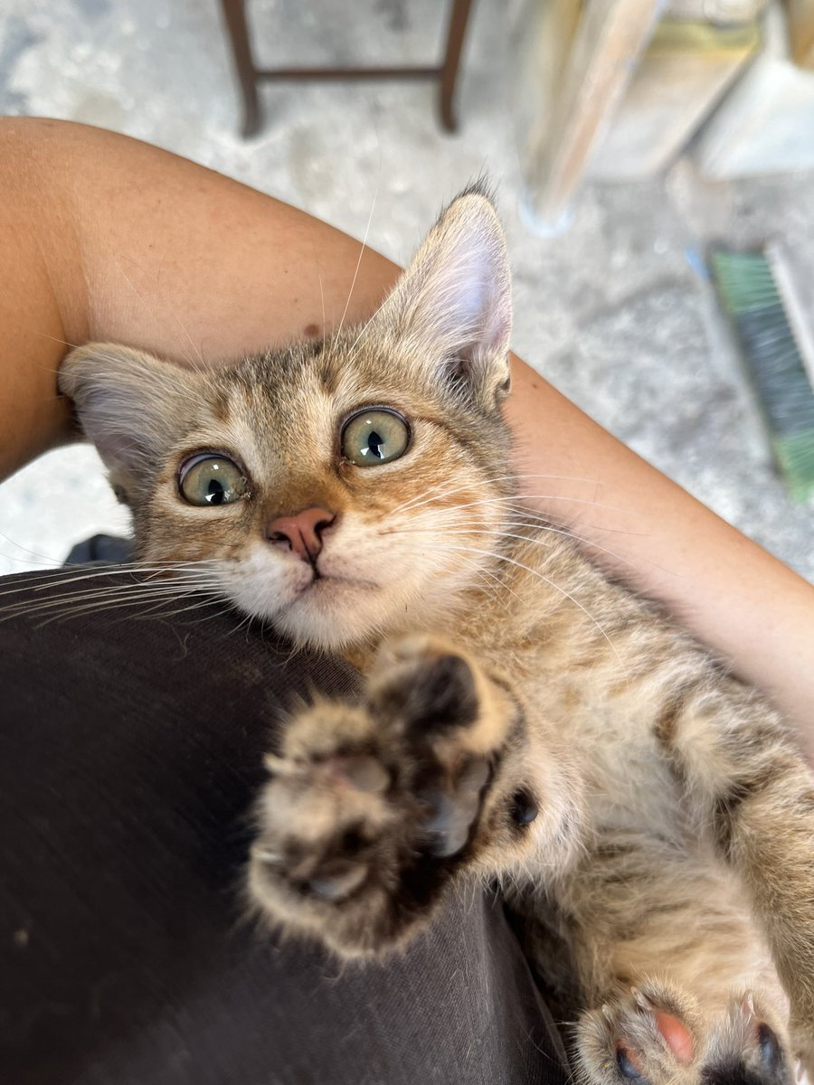 -Bırakın mısm beni yufama gidçem
 (hala yuvasız olduğunu bilmiyo :(
