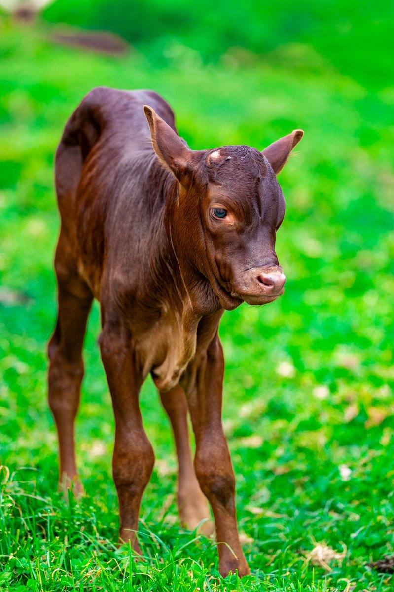 If Nshuti Jean claude was a cow 😂😂❤️. <a href="/LXXZENN/">NSHUTI†</a>