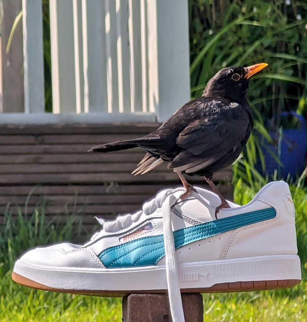 PiddlyStations's tweet image. What a diva on my trainer 😂 @PUMA