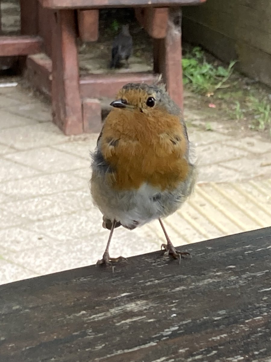 rfj1966's tweet image. Hello Tufty head 😊