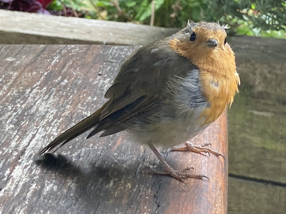 rfj1966's tweet image. Hello Tufty head 😊