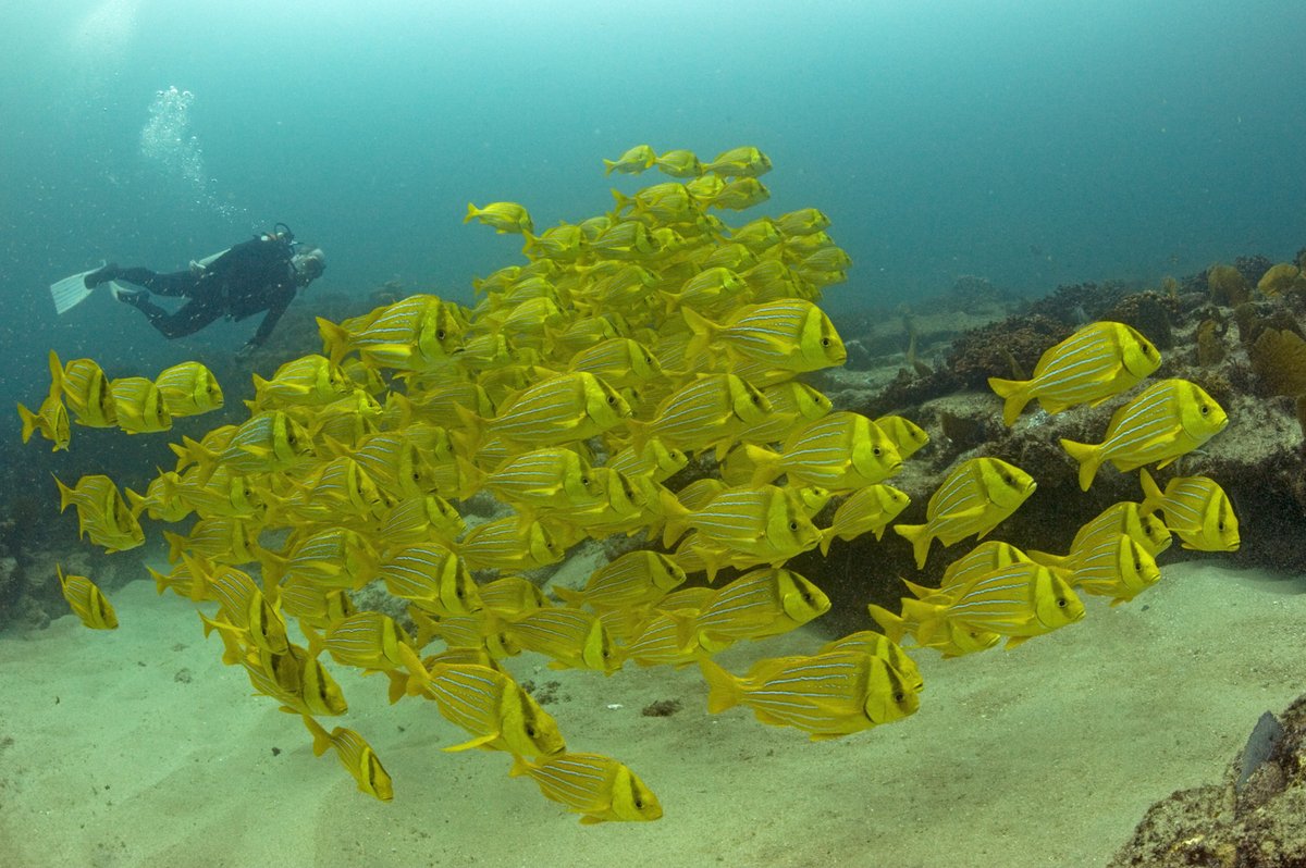 UBCoceans's tweet image. “Unlike mass tourism operations that can harm local communities and marine environments, dive tourism, can be economically viable, socially equitable and environmentally sustainable,” said Dr. Anna Schuhbauer.
oceans.ubc.ca/2025/07/25/scu… @FisheryEconomic @ScrippsBee @ubcscience