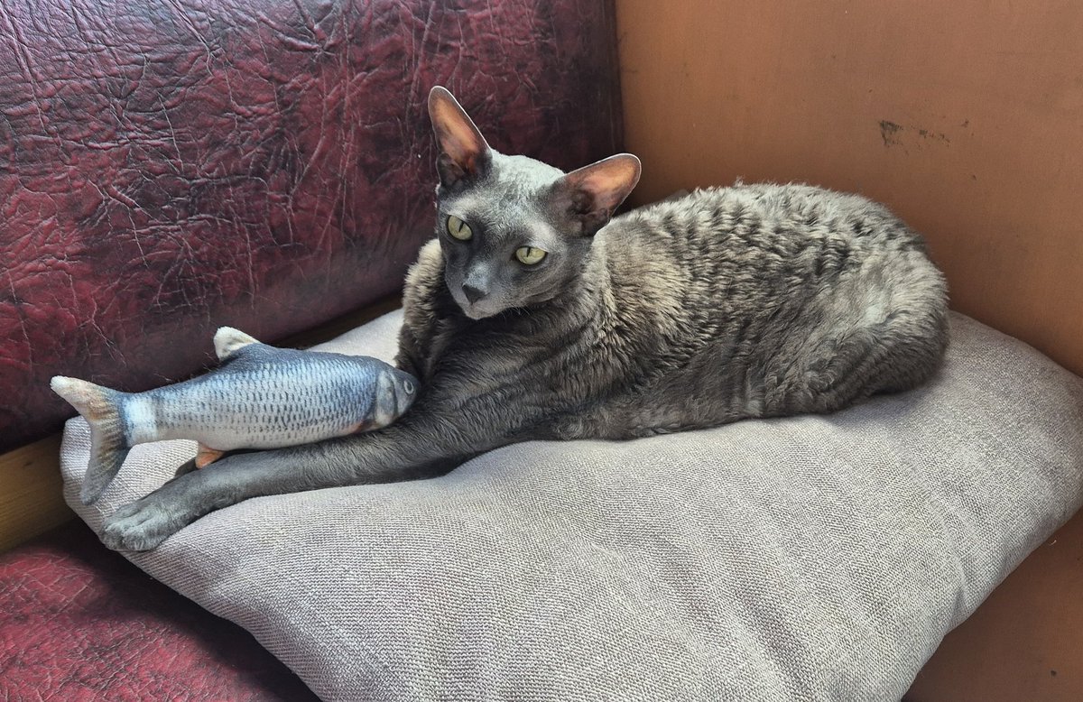 Сфинкса изображает