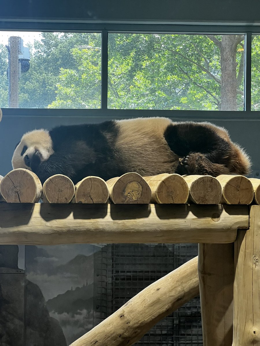 Tenleytown411's tweet photo. Playing hookey from work at the National Zoo.

Even the panda knows it’s Friday and time to rest. 

#NationalZoo #Pandas #ClevelandPark #WoodleyPark https://t.co/cd0U05vi37