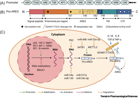 TrendsinPharma's tweet image. Amphiregulin: a potential therapeutic target for tissue fibrosis dlvr.it/TM6ML7
