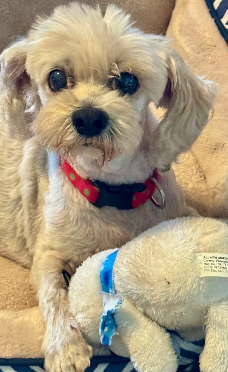 #KerrvilleFlood #TexasFlooding
 
~ Found: Male Pup 🐶 

“We are still looking for Checo's owner, but we have had him medically evaluated. He has a slight limp, and when we performed x-rays, it was found that he had significant old fractures of his pelvis and femur - perhaps from