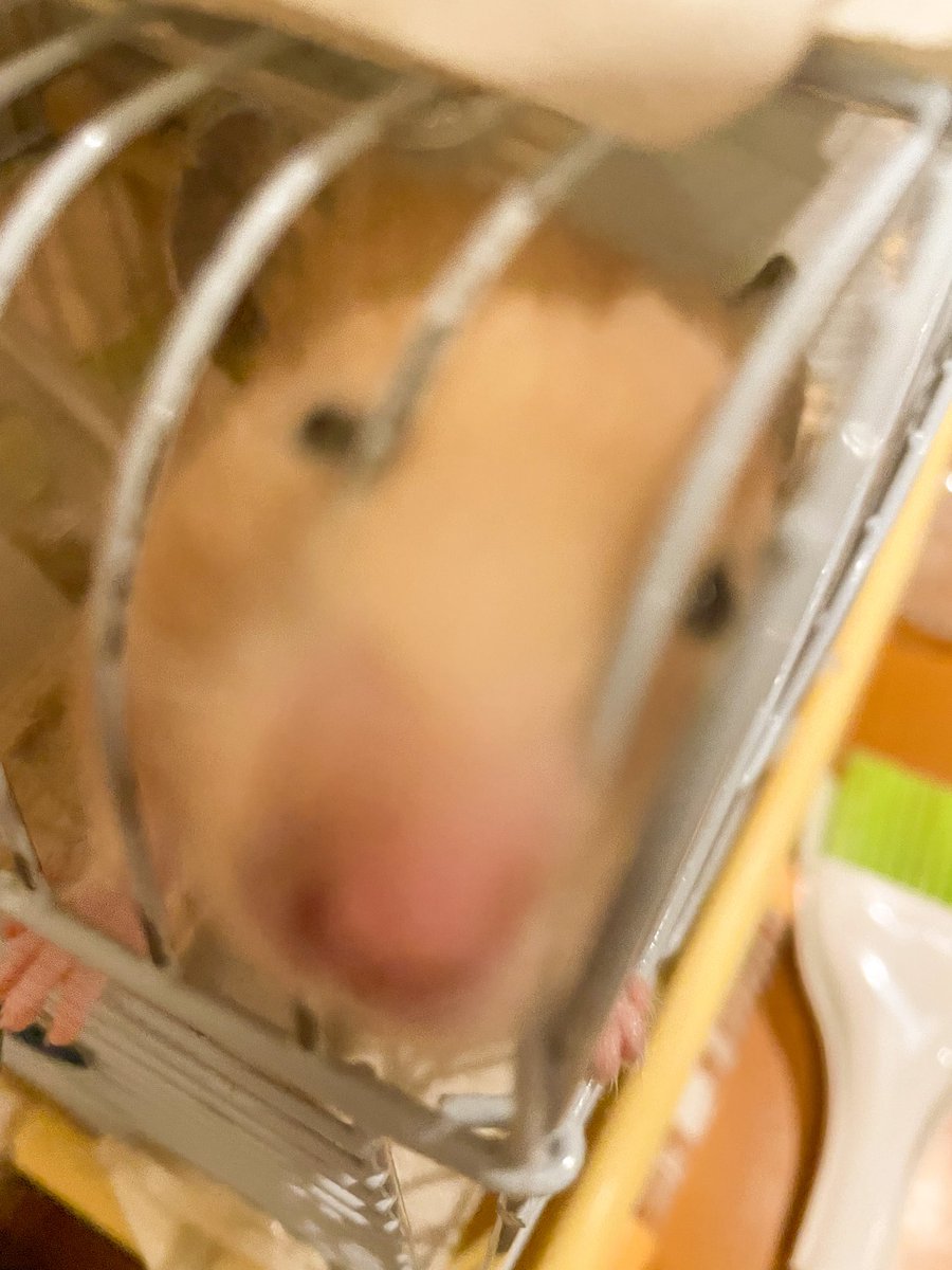 元気すぎるハムさん