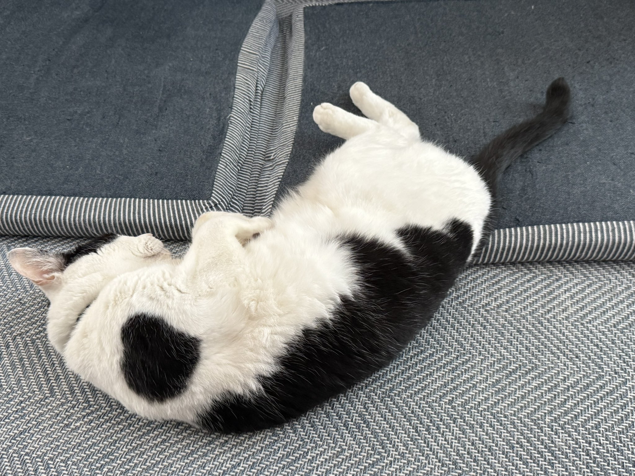 虎(❁ᴗ͈ˬᴗ͈) 虎キティ😸 on X: 