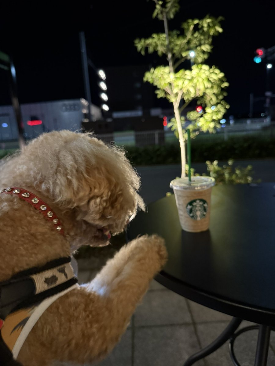 fujiech's tweet image. お散歩がてら☕️
テラス席が心地よい〜🐶