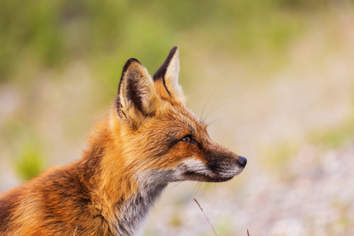 Foxes are still being hunted, ripped apart by dogs while politicians turn a blind eye. The so-called “ban” is nothing but a facade, the killing never stopped.