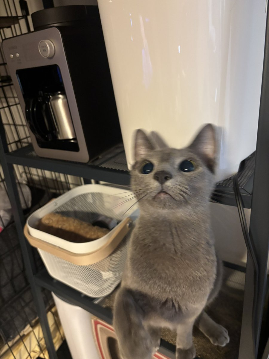 銀次郎 (@ginjirow_0929) / Posts / X