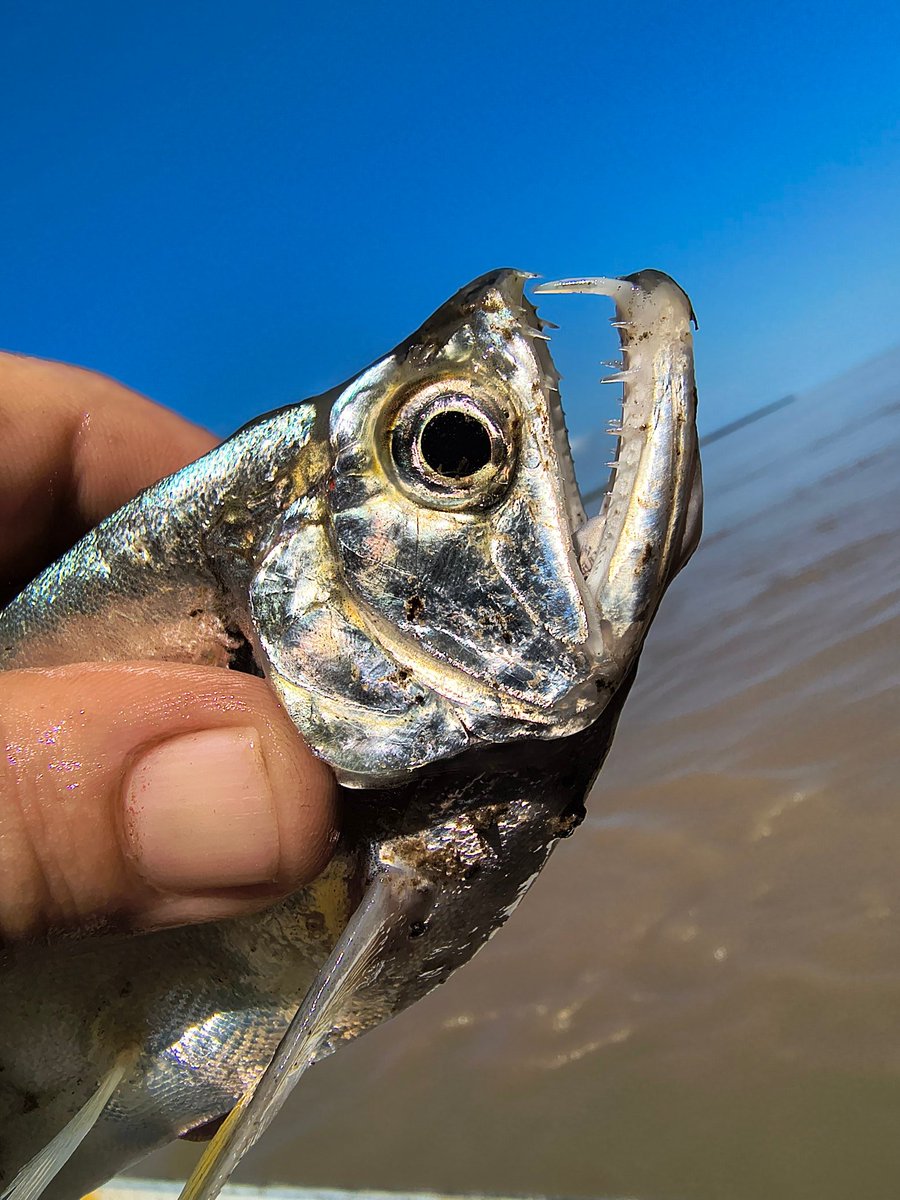 OtorongoLodge's tweet image. Good Friday morning!
Stay sharp!
Like the teeth on this Payara ,
(Hydrolycus scomberoides)
Amazon River Peru 🇵🇪