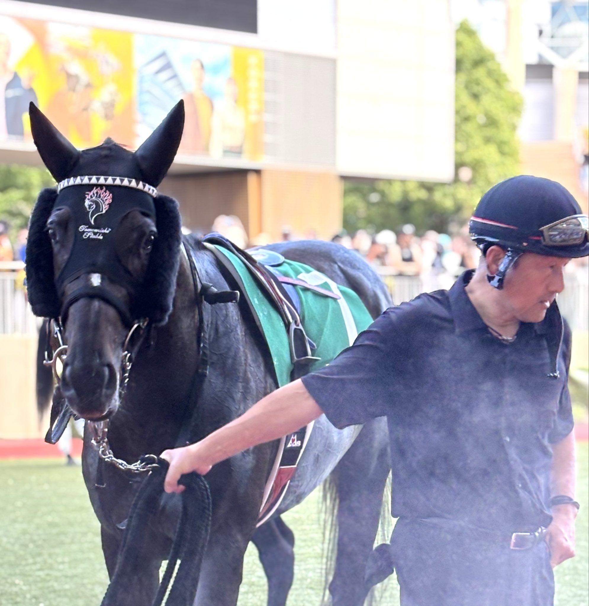 大きな馬 ボード「大きな馬」に最高のアイデア 15 件 | 馬, 大きな馬, 動物