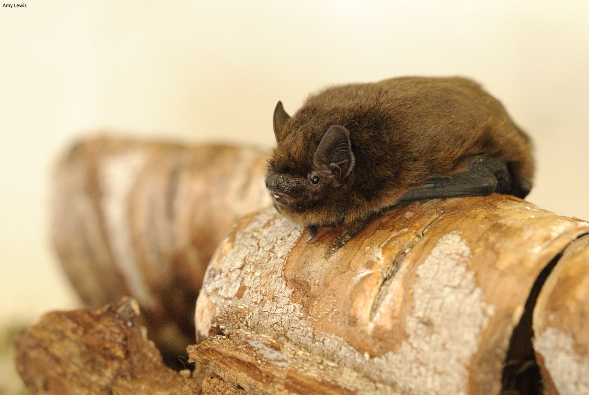 The Wildlife Trusts (@wildlifetrusts) on Twitter photo Did you know Britain is home to 18 species of bat π¦
The noctule, our largest bat, weighs as little as four Β£1 coins. The smallest, the pipistrelle, weighs as little as a 2p coin.
Small but mighty πβ¨ Did you know Britain is home to 18 species of bat π¦
The noctule, our largest bat, weighs as little as four Β£1 coins. The smallest, the pipistrelle, weighs as little as a 2p coin.
Small but mighty πβ¨