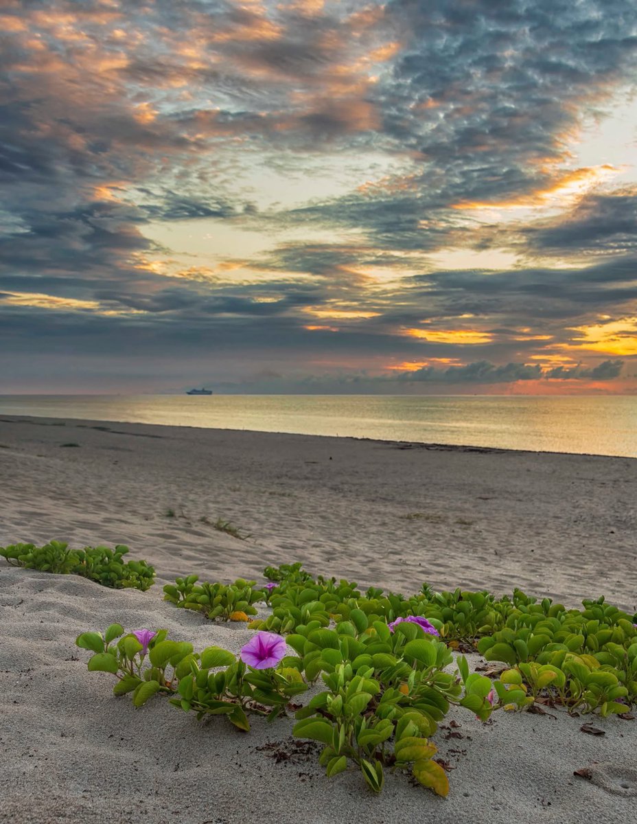 SabbyBentley's tweet image. Happy Friday, friends! Have a fantastic day ahead 😊
Lovely morning glories at sunrise 🌅 🌸