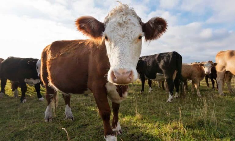 GeneticLiteracy's tweet image. The future of food isn't just about what we eat — it's how we produce it. 🌾🔬 Cutting-edge genetics can breed cattle that emit less methane, engineer low-emission grasses, and develop vaccines for methane-producing microbes.
It’s a powerful example of how biotechnology can help…