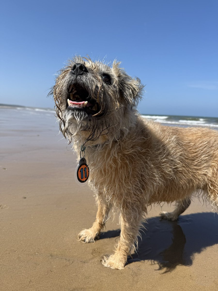 DuncanPickles's tweet image. Yay pals… I’m at the beach! #Holkham #ScrappyBirthday What a day for a birthday trip 🏖️ and I even had @marksandspencer Roast Beef for my lunch. Wishing Scrapppps was here, but he’s always with me really *nods* #DuncanPickles #ScrappyNelson #dogsofX #btposse #FridayMotivation