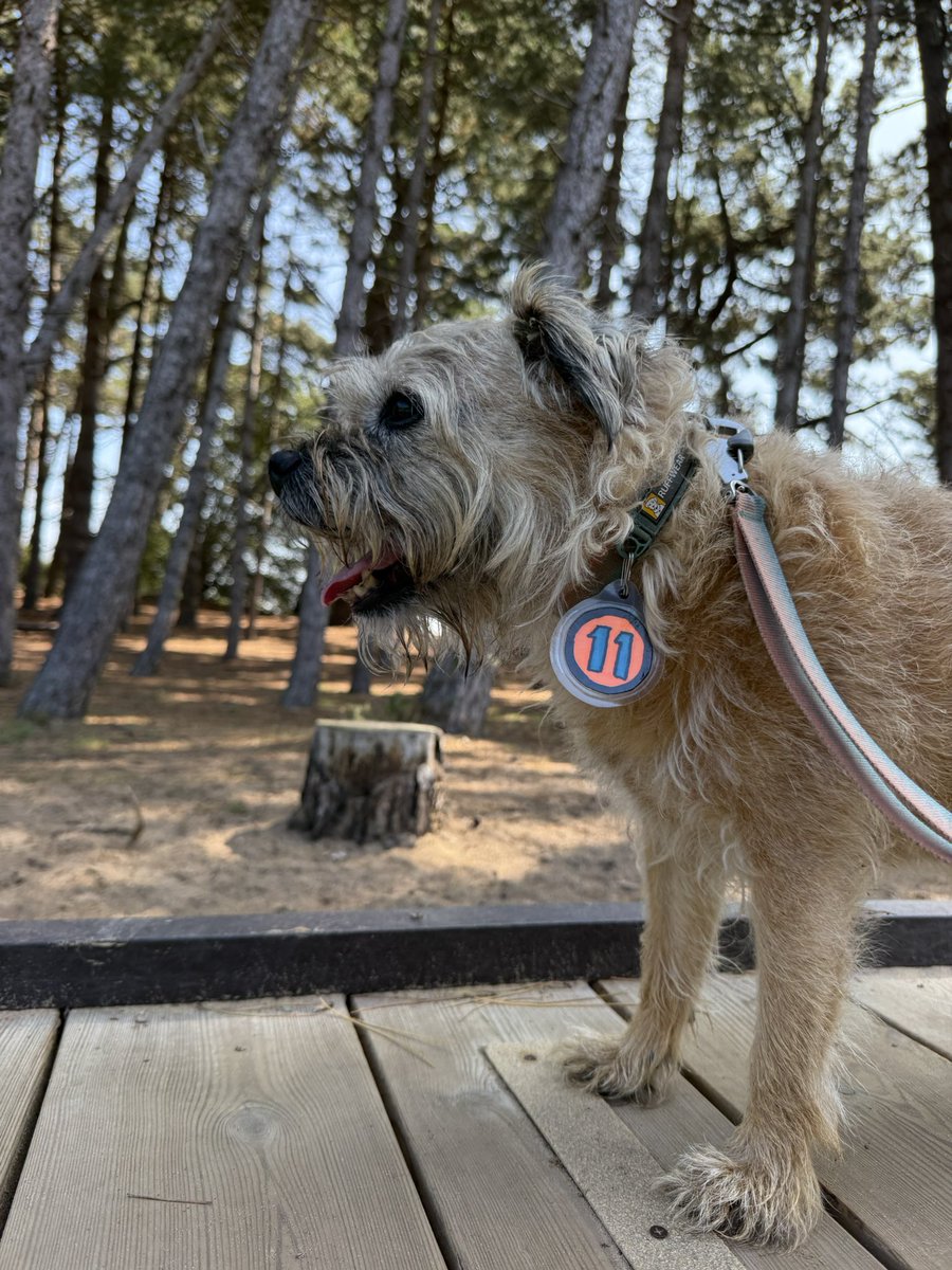 DuncanPickles's tweet image. Yay pals… I’m at the beach! #Holkham #ScrappyBirthday What a day for a birthday trip 🏖️ and I even had @marksandspencer Roast Beef for my lunch. Wishing Scrapppps was here, but he’s always with me really *nods* #DuncanPickles #ScrappyNelson #dogsofX #btposse #FridayMotivation