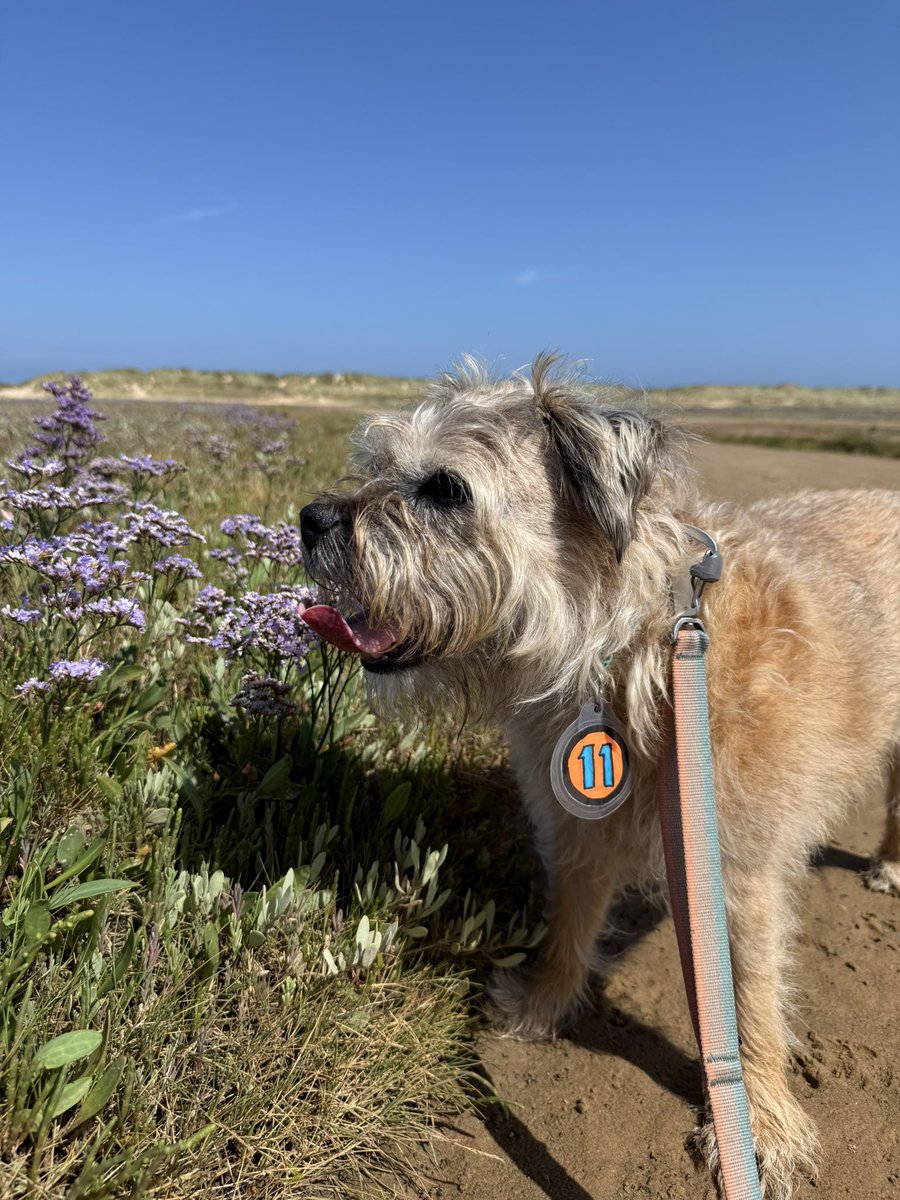 DuncanPickles's tweet image. Yay pals… I’m at the beach! #Holkham #ScrappyBirthday What a day for a birthday trip 🏖️ and I even had @marksandspencer Roast Beef for my lunch. Wishing Scrapppps was here, but he’s always with me really *nods* #DuncanPickles #ScrappyNelson #dogsofX #btposse #FridayMotivation