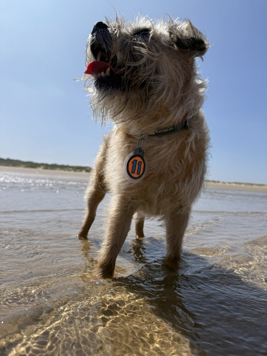 DuncanPickles's tweet image. Yay pals… I’m at the beach! #Holkham #ScrappyBirthday What a day for a birthday trip 🏖️ and I even had @marksandspencer Roast Beef for my lunch. Wishing Scrapppps was here, but he’s always with me really *nods* #DuncanPickles #ScrappyNelson #dogsofX #btposse #FridayMotivation