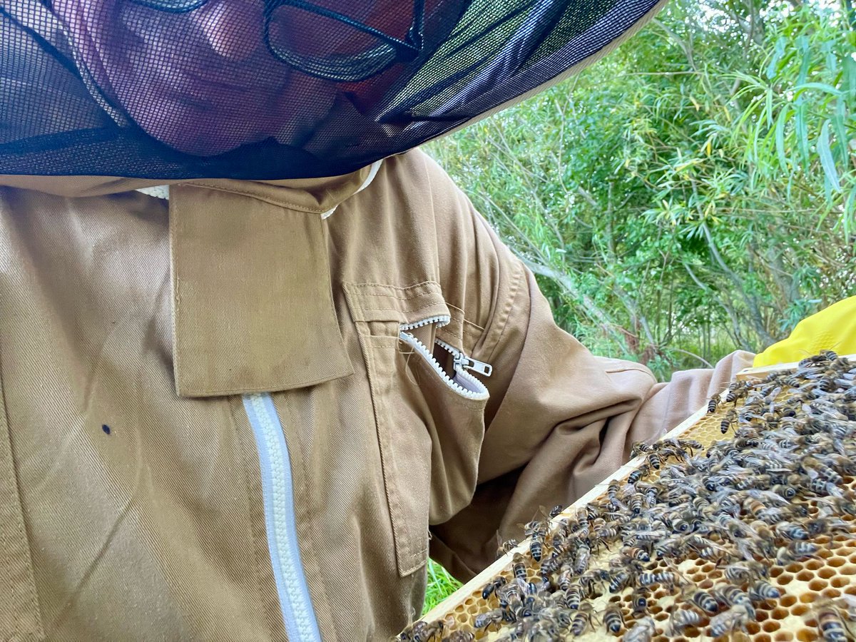 LadybridgeHigh's tweet image. School's out for summer... and our donkeys are taking full advantage! Steve has been busy herding them back to their paddock, whilst also checking in on the #apiary and keeping a watchful eye on mischievous Mouse, our #Shetland pony. 
The #LadybridgeFarm never stops! 🫏🐝