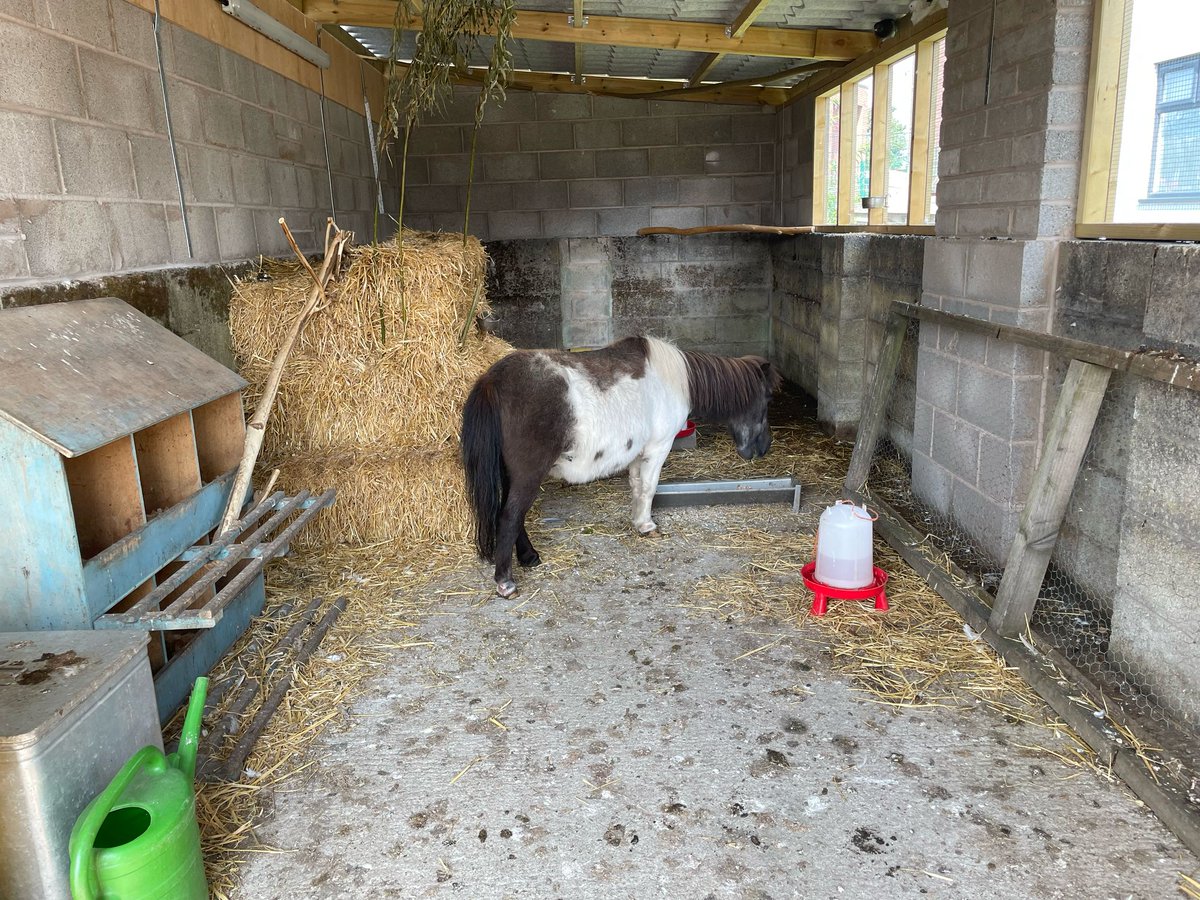 LadybridgeHigh's tweet image. School's out for summer... and our donkeys are taking full advantage! Steve has been busy herding them back to their paddock, whilst also checking in on the #apiary and keeping a watchful eye on mischievous Mouse, our #Shetland pony. 
The #LadybridgeFarm never stops! 🫏🐝
