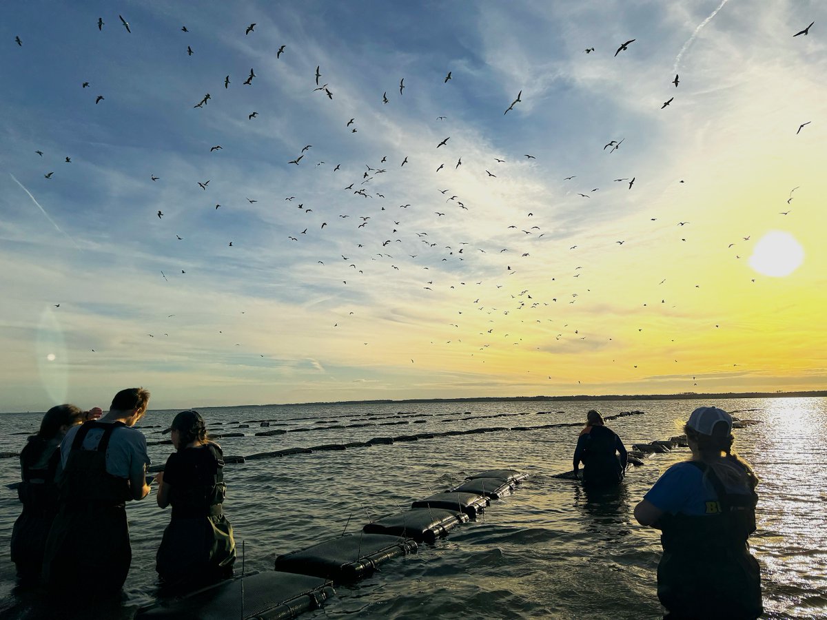 NC State BAE tweet media