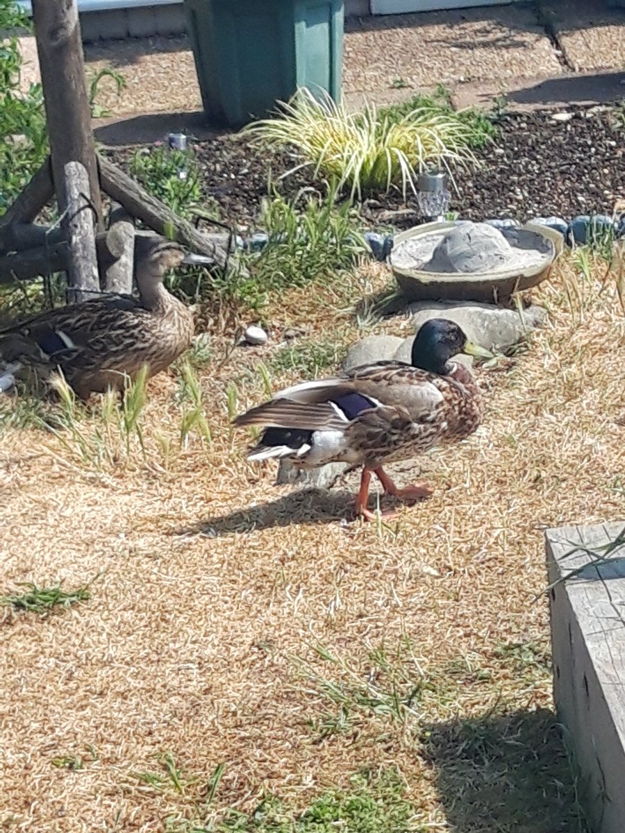 Beautiful day..sun shining brightly..☀️💙shimmering sea✨🌊

Saw 2 ducks 🦆🦆in someone's garden..💚they have a little pond..doubt they live there though
😀

Have a fabulous Friday afternoon 🚶🏻‍♀️☕😻⛱️🔥🌻🌱😻🙋🏻‍♀️